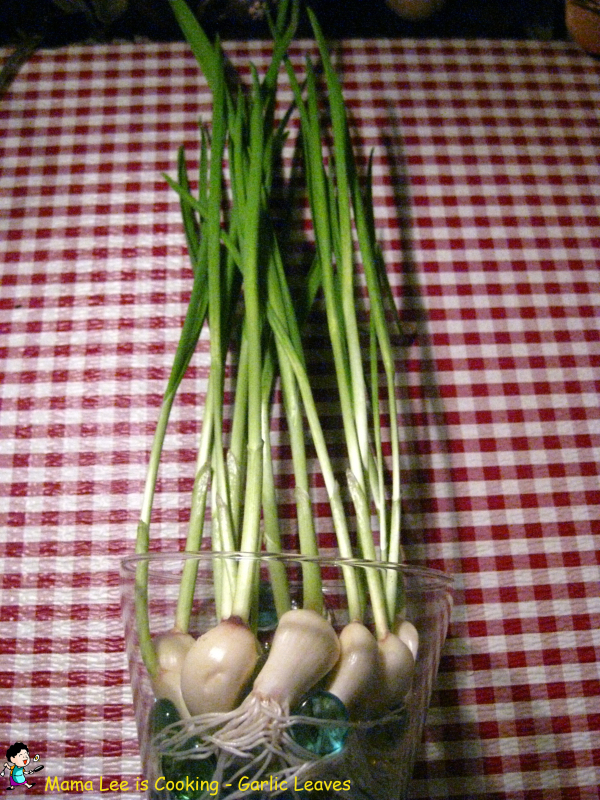 Garlic Leaves